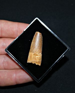 Spinosaurus aegyptiacus