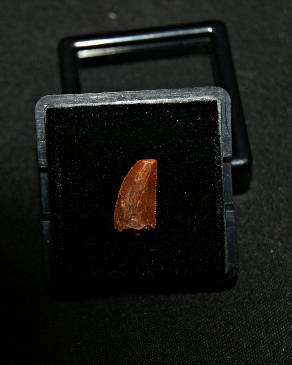 SONY DSC Diente de raptor (Dromaeosaurio)