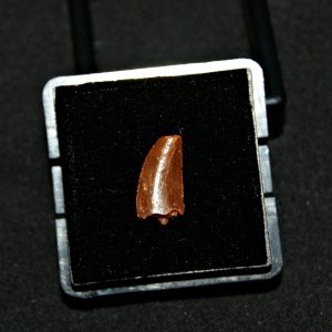 Diente de raptor (Dromaeosaurio)