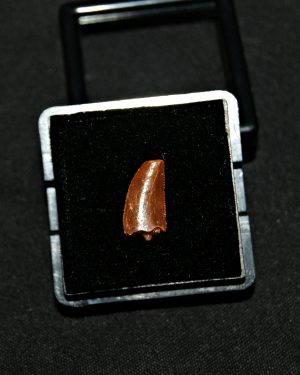 Diente de raptor (Dromaeosaurio)