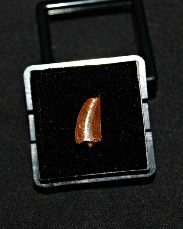 SONY DSC Diente de raptor (Dromaeosaurio)