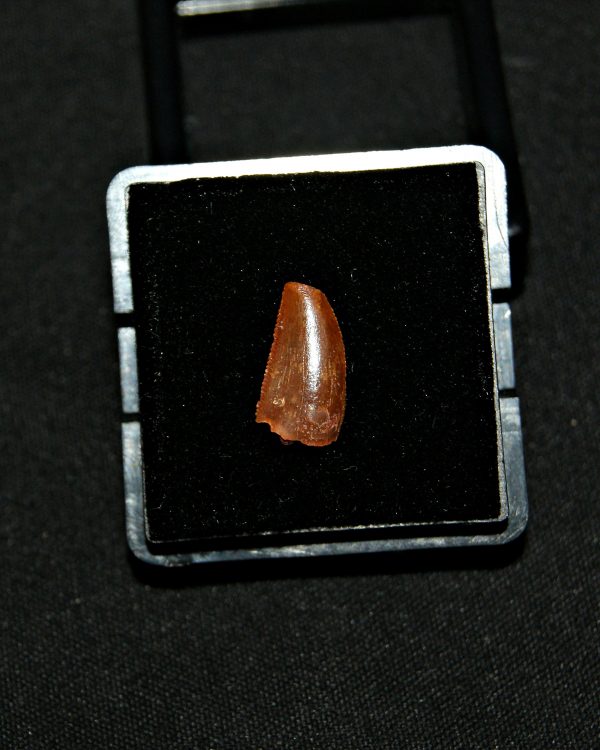 SONY DSC Diente de raptor (Dromaeosaurio)