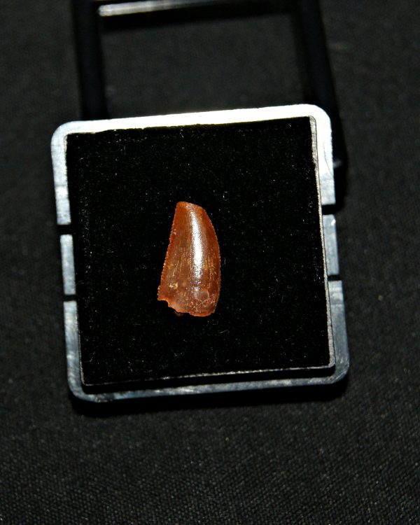 SONY DSC Diente de raptor (Dromaeosaurio)