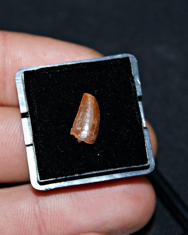 SONY DSC Diente de raptor (Dromaeosaurio)