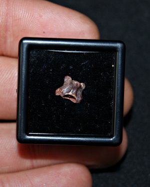 SONY DSC Pequeña vértebra de dinosaurio