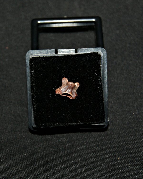 SONY DSC Pequeña vértebra de dinosaurio