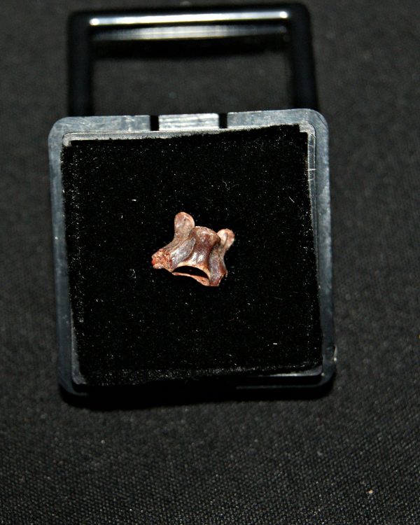 SONY DSC Pequeña vértebra de dinosaurio