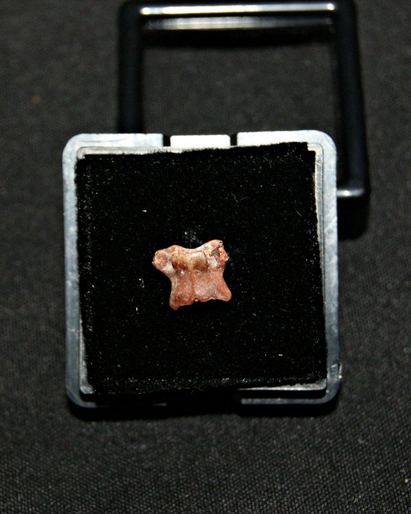 SONY DSC Pequeña vértebra de dinosaurio