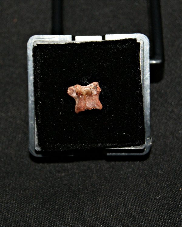 SONY DSC Pequeña vértebra de dinosaurio