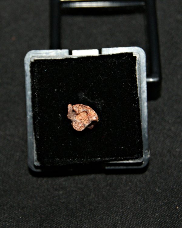 SONY DSC Pequeña vértebra de dinosaurio