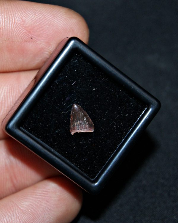 SONY DSC Hamadasuchus rebouli