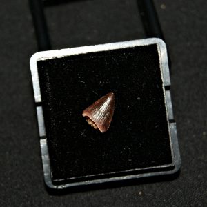 Hamadasuchus rebouli