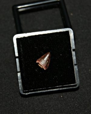 Hamadasuchus rebouli