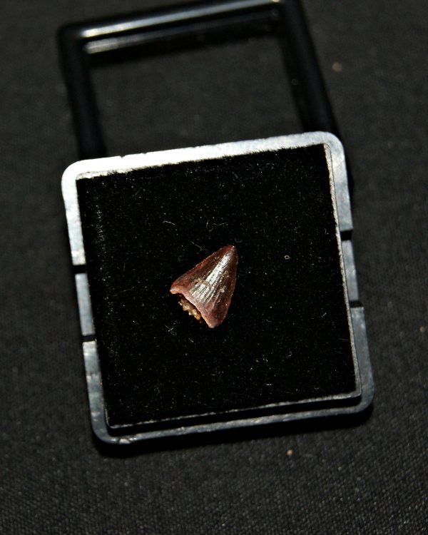 SONY DSC Hamadasuchus rebouli