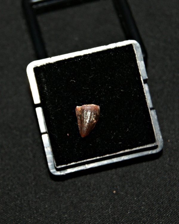 SONY DSC Hamadasuchus rebouli