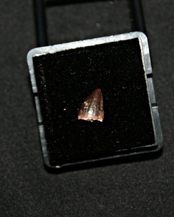 SONY DSC Hamadasuchus rebouli