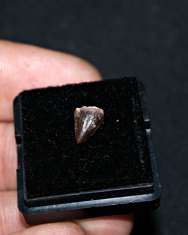 SONY DSC Hamadasuchus rebouli