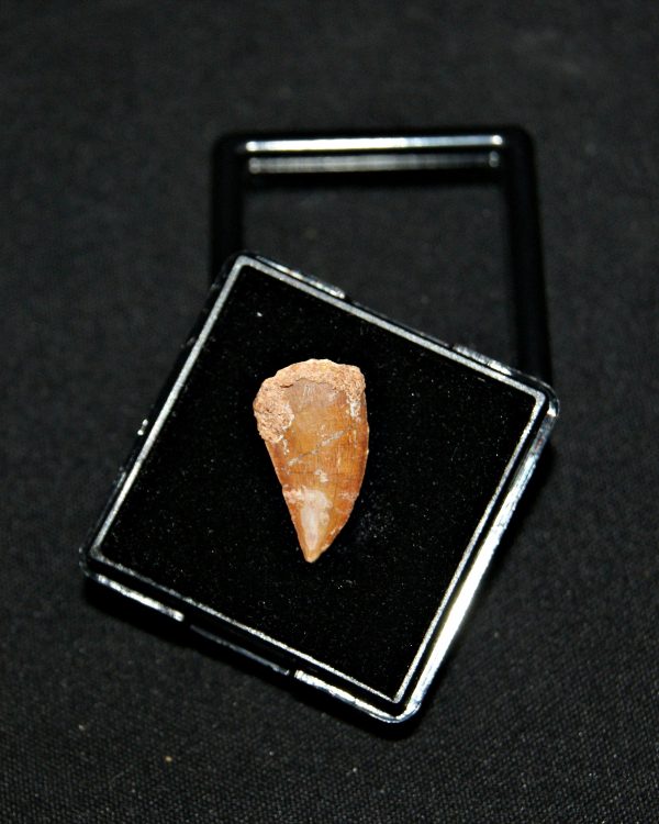 SONY DSC Diente de raptor Abelisaurio