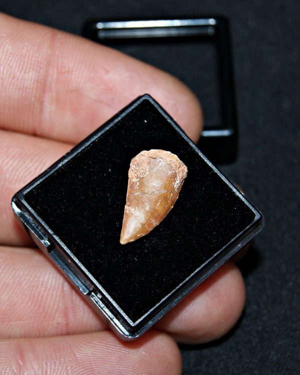 SONY DSC Diente de raptor Abelisaurio