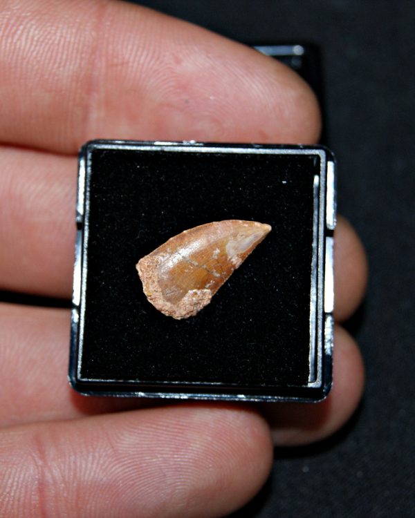 SONY DSC Diente de raptor Abelisaurio