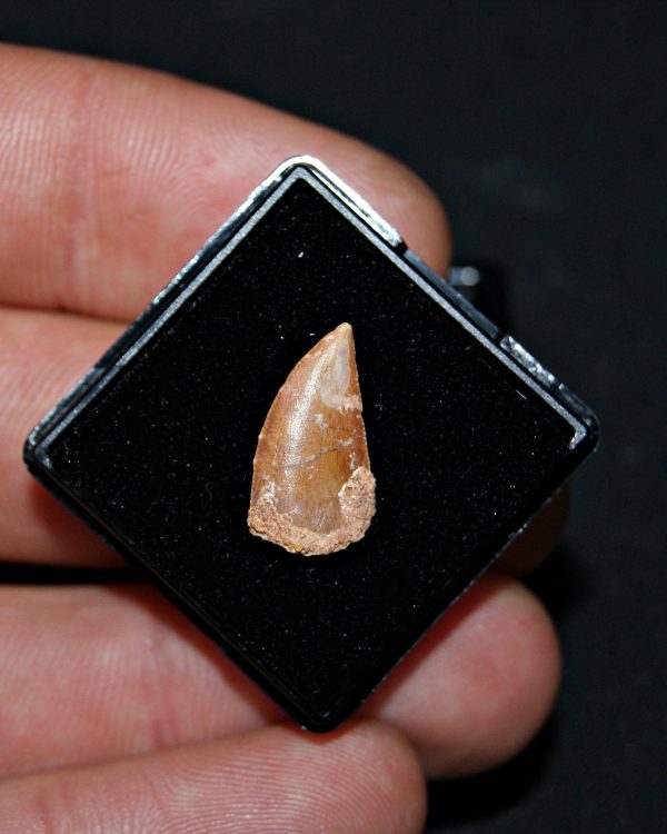 SONY DSC Diente de raptor Abelisaurio