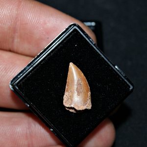 Diente de raptor Abelisaurio