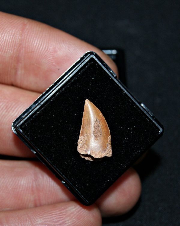 SONY DSC Diente de raptor Abelisaurio