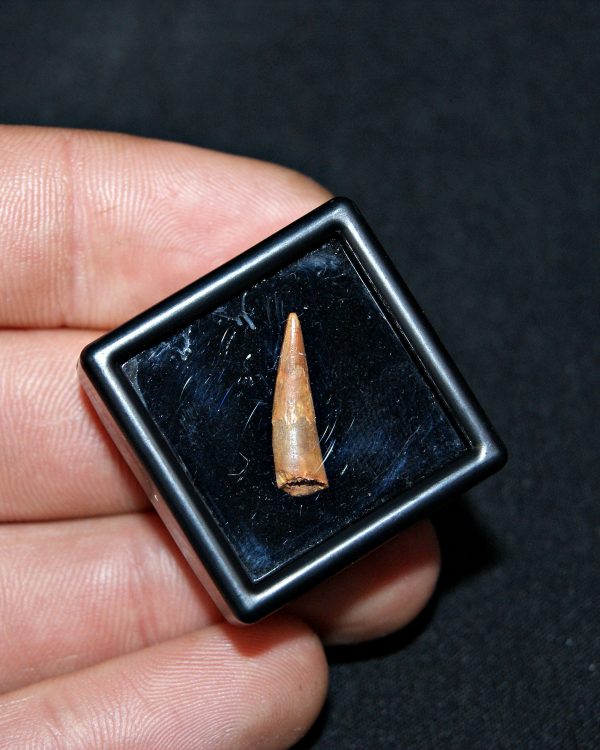 SONY DSC Diente de pterosaurio