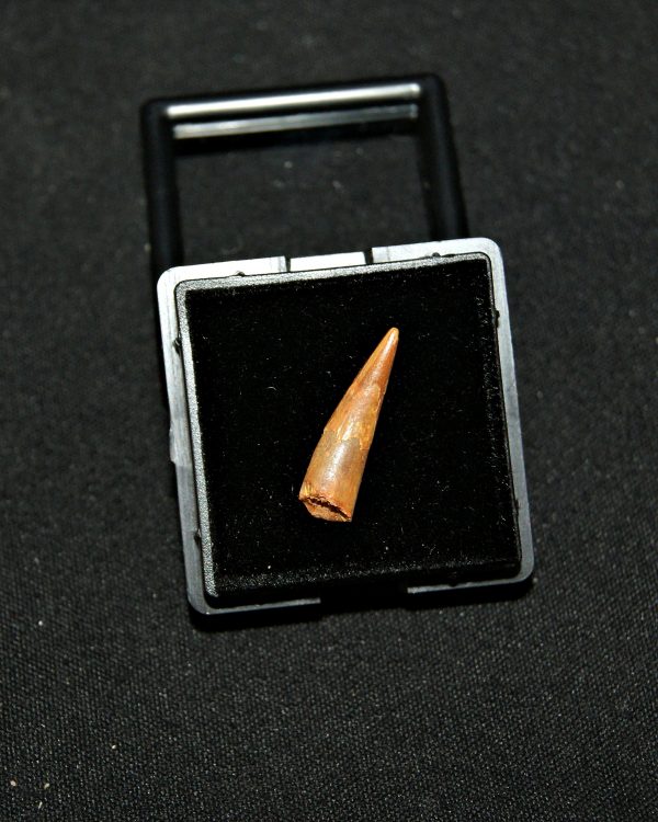 SONY DSC Diente de pterosaurio