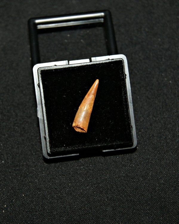 SONY DSC Diente de pterosaurio