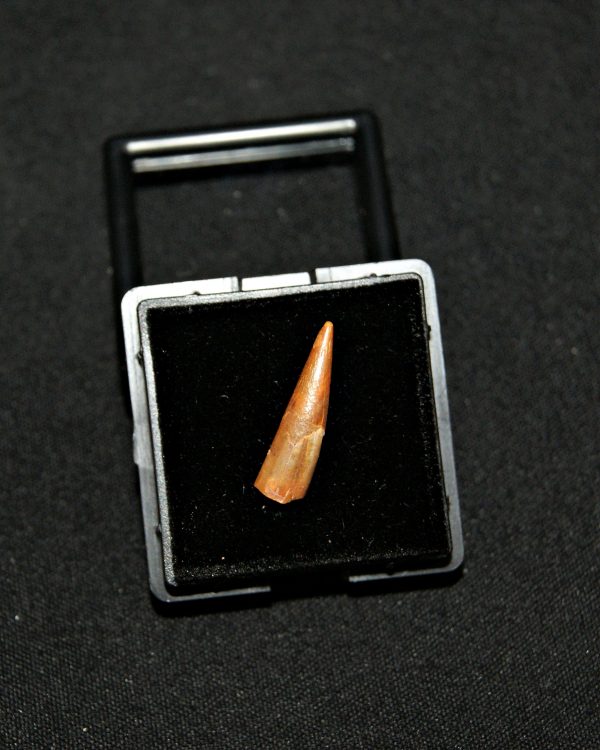 SONY DSC Diente de pterosaurio