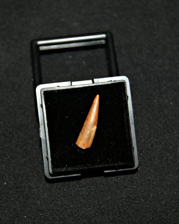 SONY DSC Diente de pterosaurio