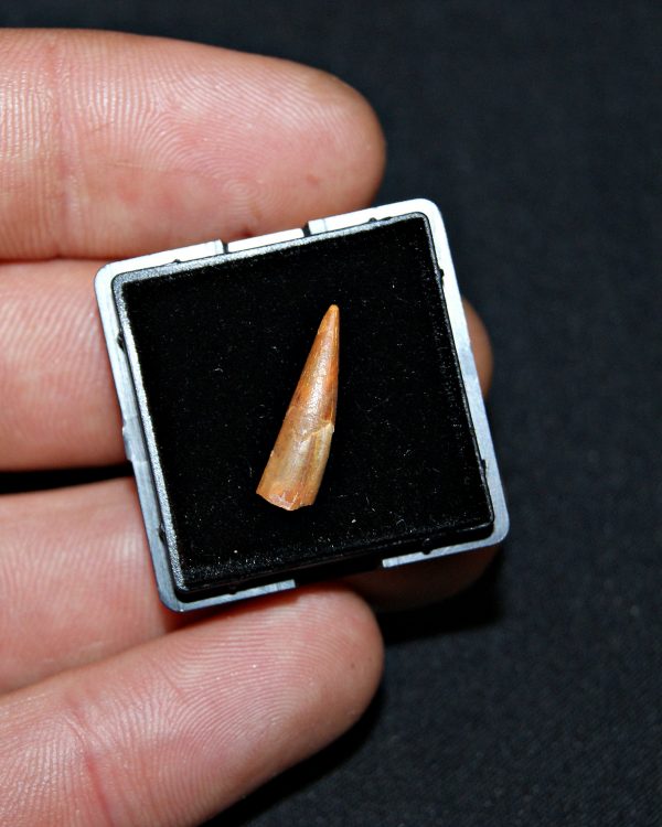 SONY DSC Diente de pterosaurio