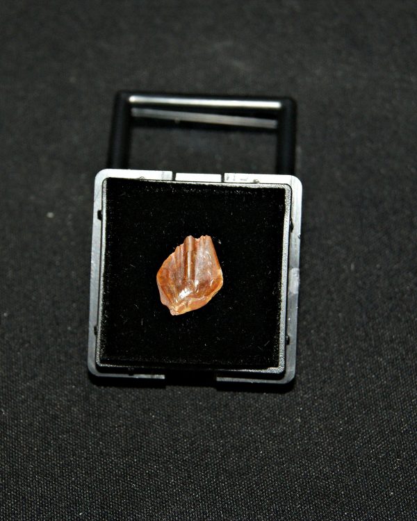 SONY DSC Escama de Obaichthys africanus