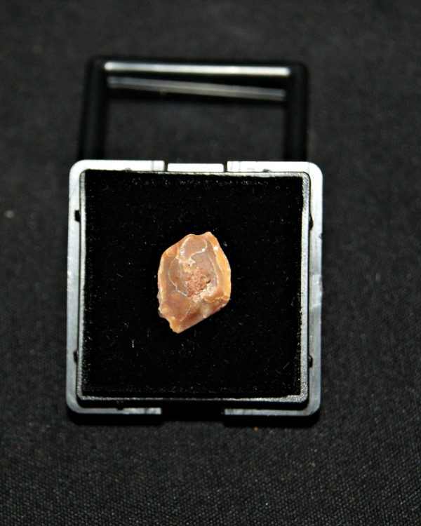 SONY DSC Escama de Obaichthys africanus