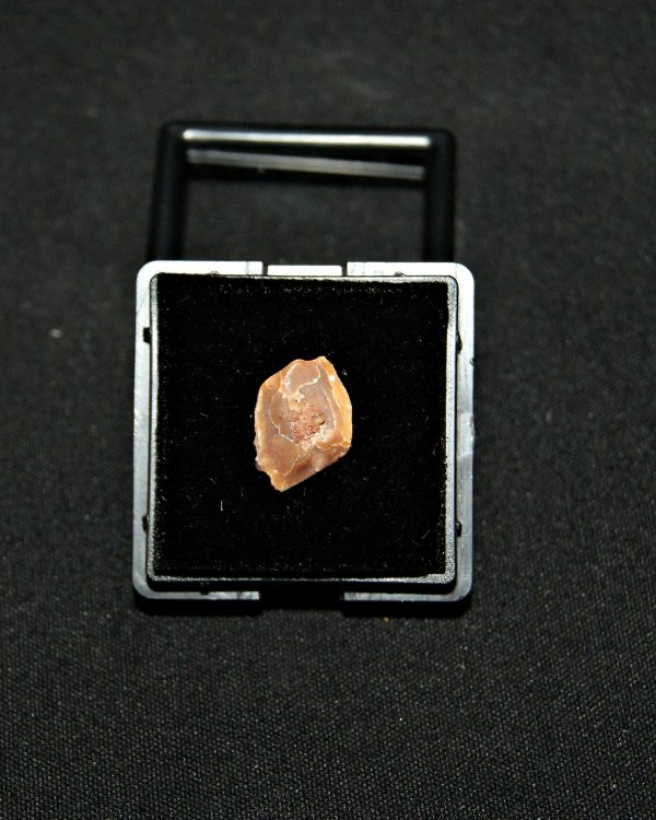 SONY DSC Escama de Obaichthys africanus