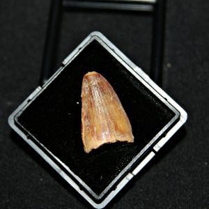 Hamadasuchus rebouli