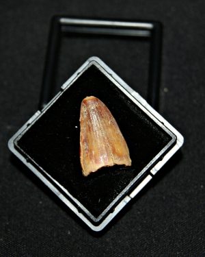 Hamadasuchus rebouli