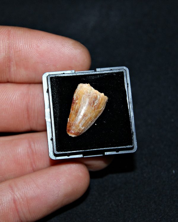 SONY DSC Hamadasuchus rebouli