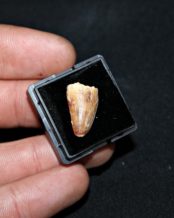 SONY DSC Hamadasuchus rebouli