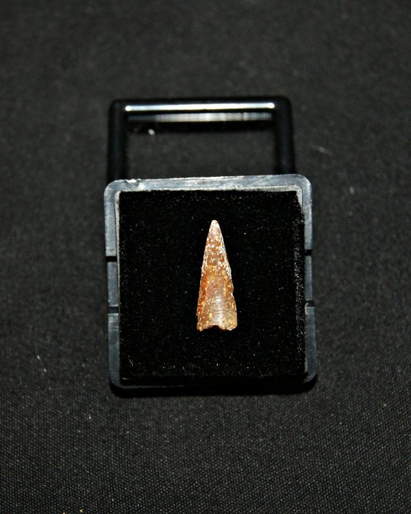 SONY DSC Diente de pterosaurio