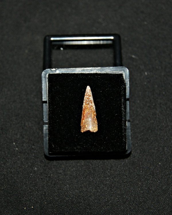 SONY DSC Diente de pterosaurio