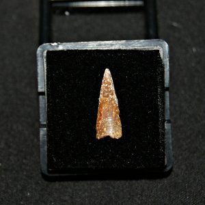 Diente de pterosaurio