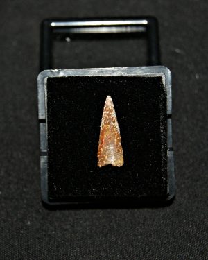 Diente de pterosaurio