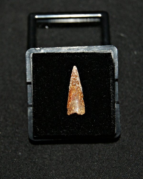 SONY DSC Diente de pterosaurio