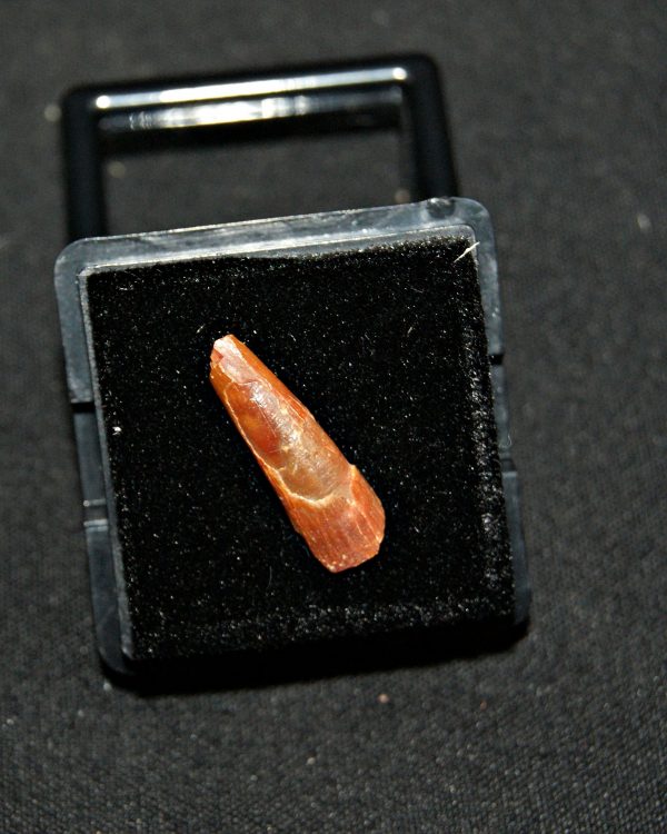 SONY DSC Diente de pterosaurio