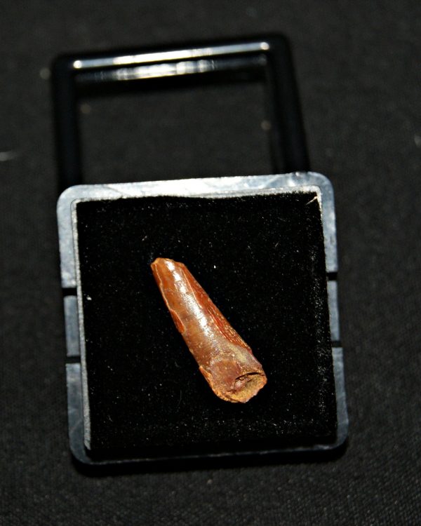 SONY DSC Diente de pterosaurio