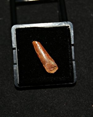 Diente de pterosaurio