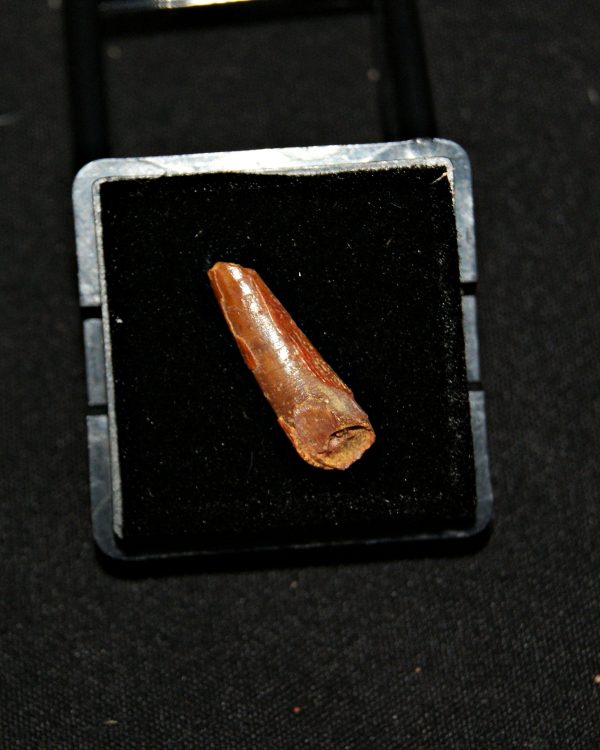 SONY DSC Diente de pterosaurio