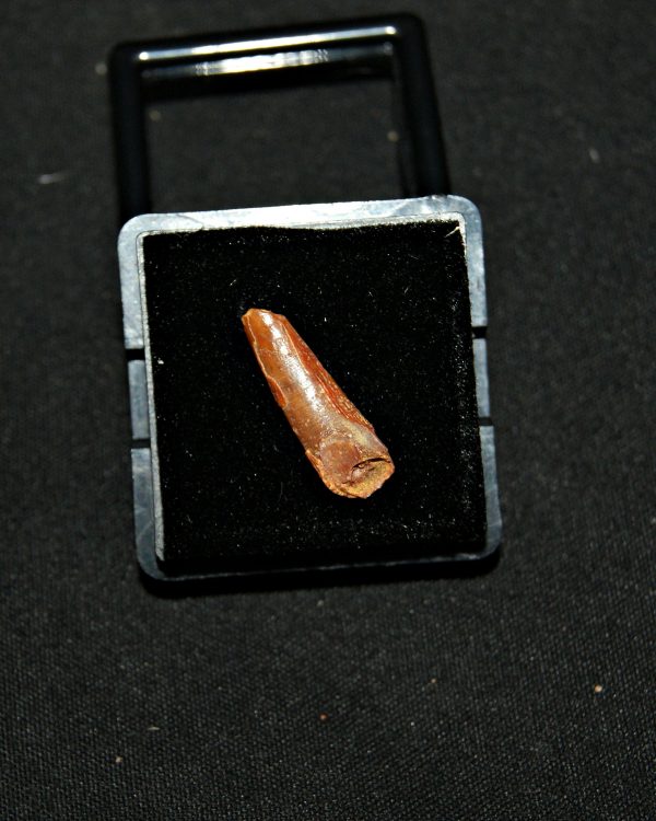 SONY DSC Diente de pterosaurio